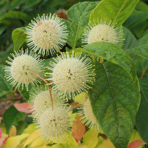 Cephalanthus occidentalis 'SMCOSS' ~ Arbusto de botones Sugar Shack®