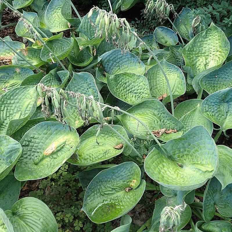 Hosta x 'Big Daddy' ~ Big Daddy Hosta