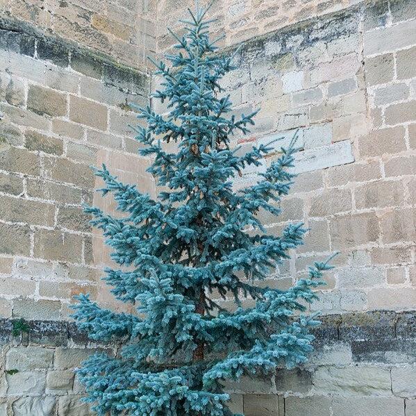 Picea pungens var 'Glauca'~ Colorado Blue Spruce