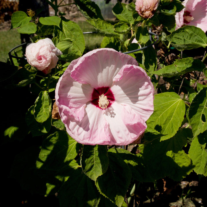 Hibiscus moscheutos 'Luna Pink Swirl' ~ Luna™  Pink Swirl Hibiscus