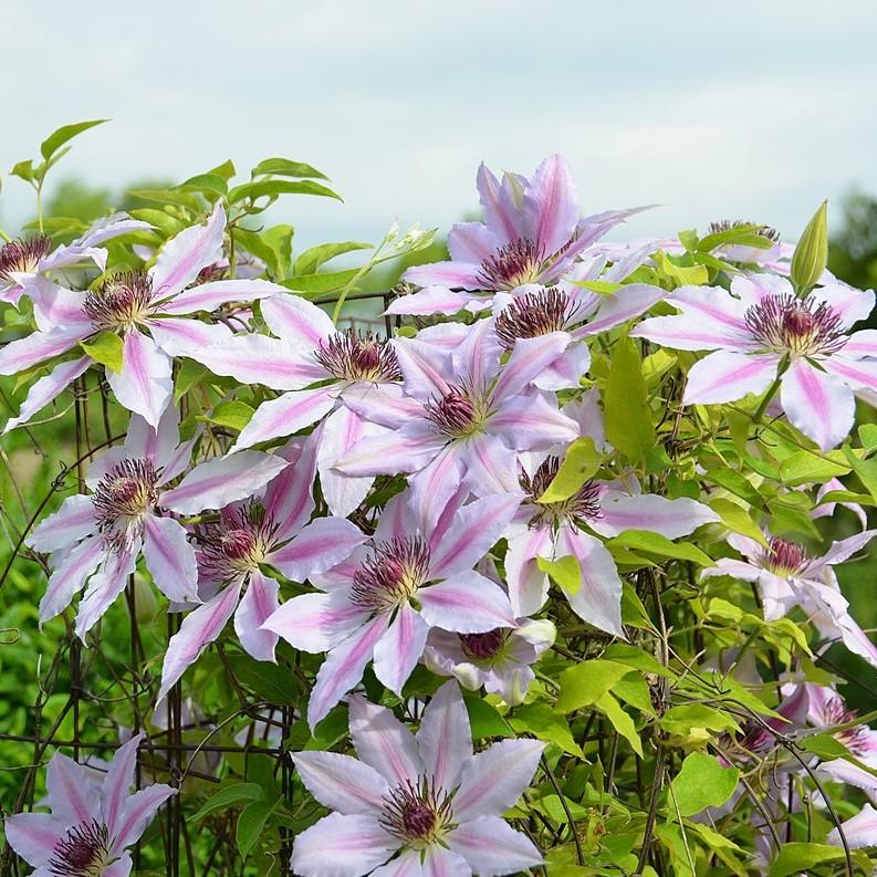 Clematis 'Nelly Moser' ~ Nelly Moser Clematis