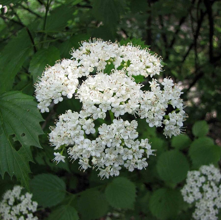 Viburnum dentatum ~ Arrowwood