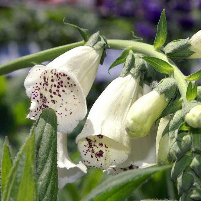 Digitalis purpurea 'Foxy' ~ Foxy Foxglove