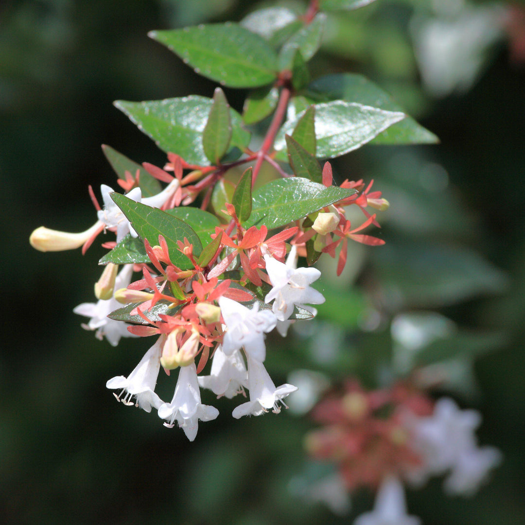 Abelia x grandiflora ~ Abelia brillante