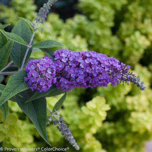 Buddleia 'Purple Haze' ~ Lo & Behold® Purple Haze Butterfly Bush