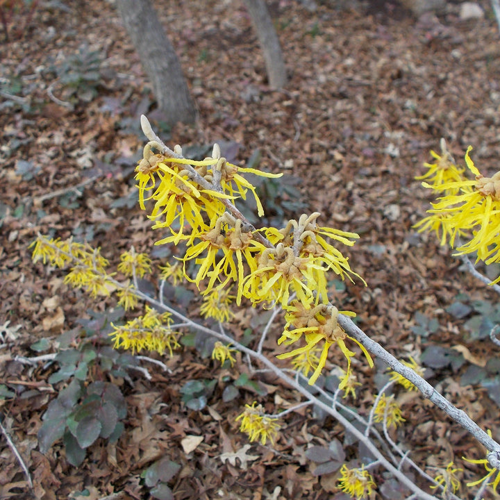 Hamamelis x intermedia 'Arnold Promise' ~ Arnold Promise Witch Hazel