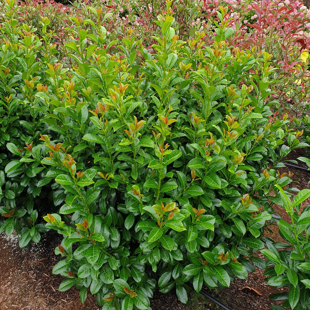 Prunus laurocerasus 'Jong1' PP29889 ~ Volcano Cherry Laurel