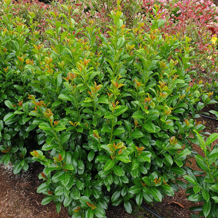 Prunus laurocerasus 'Jong1' PP29889 ~ Volcano Cherry Laurel