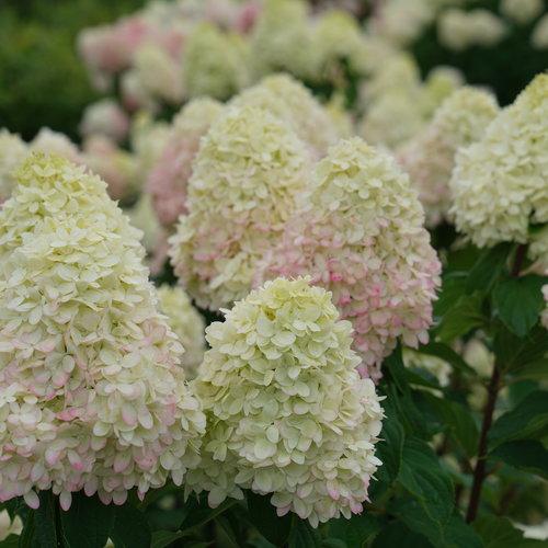 Hydrangea paniculata 'SMNHPPH' ~ Proven Winners® Limelight Prime® Hydrangea