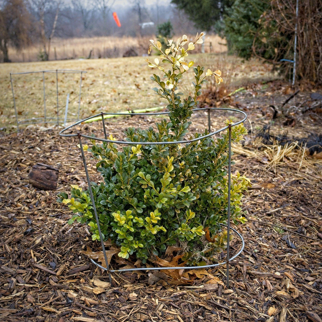 Buxus microphylla var. japonica 'Belleza Verde' ~ Boj de Belleza Verde