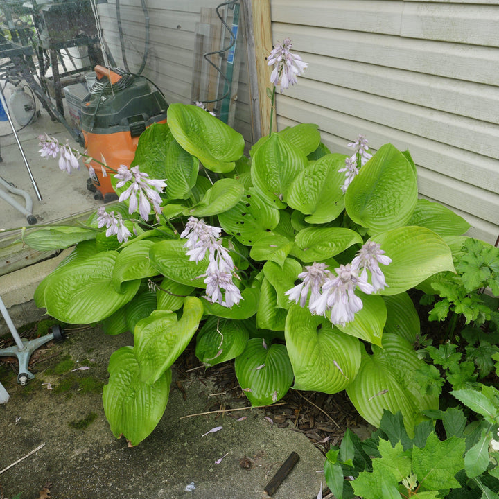 Hosta 'Sum and Substance' ~ Sum and Substance Hosta