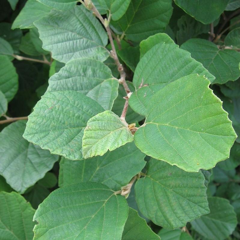 Fothergilla gardenii ~ Fothergilla