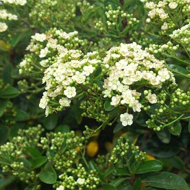 Pyracantha x 'Mohave' ~ Arbusto Mohave Firethorn