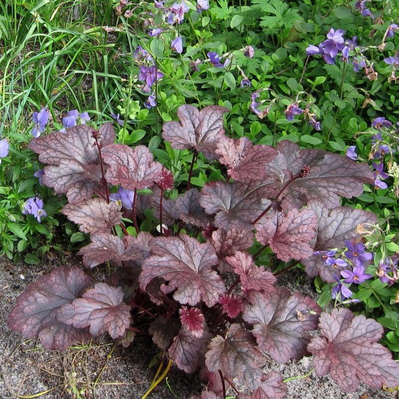 Heuchera x 'Plum Pudding' ~ Plum Pudding Coral Bells, Heuchera