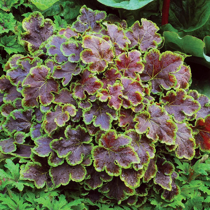 Heucherella 'Solar Eclipse' ~ Solar Eclipse Foamy Bells