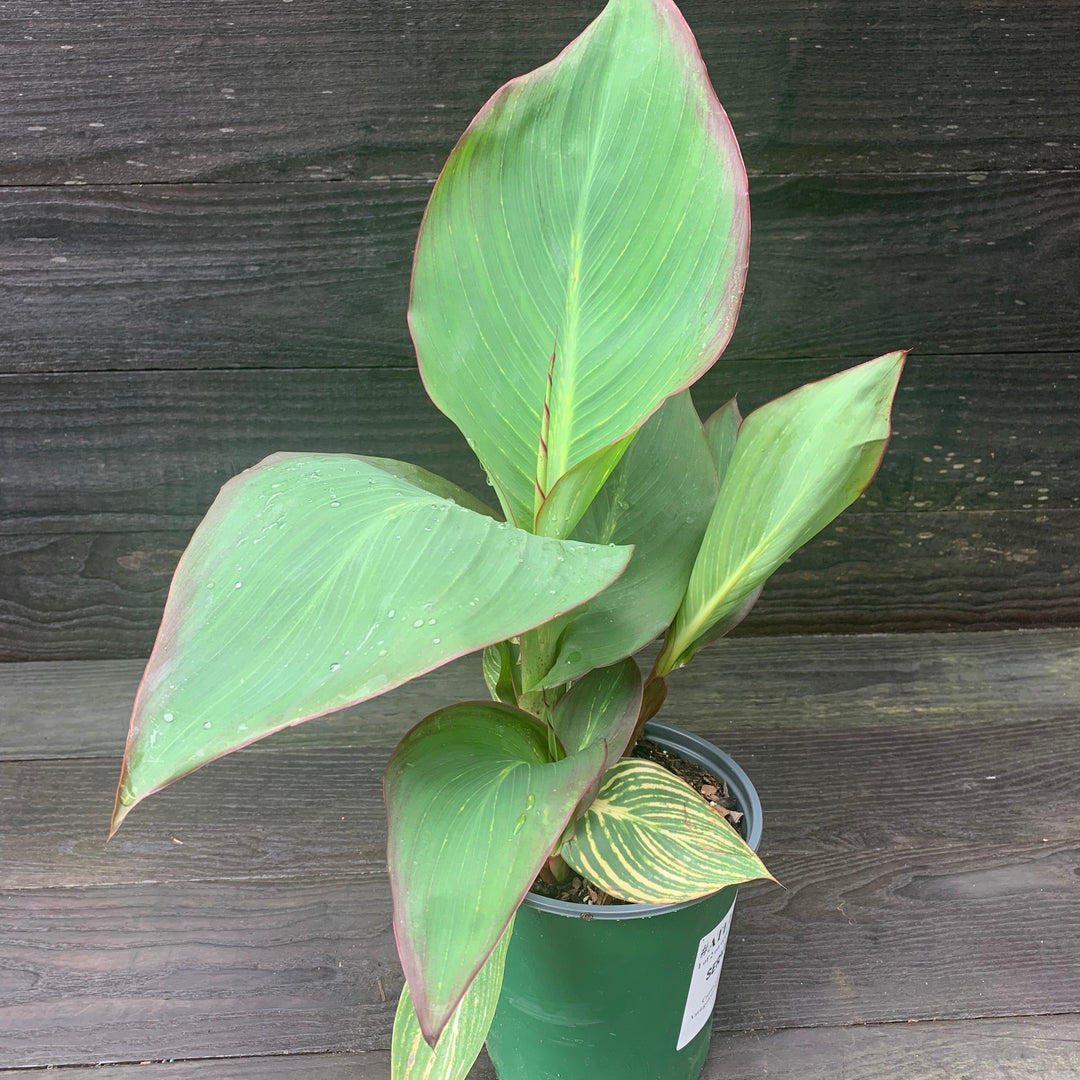 Canna x generalis 'Bengal Tiger' ~ Variegated Tiger Canna Lily