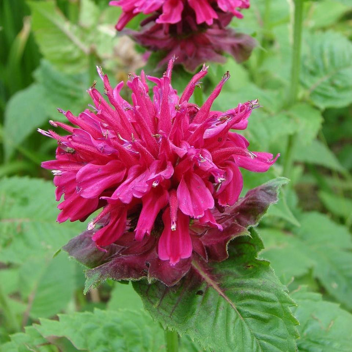 Monarda didyma 'Balbalmose' ~ Balmy™ Rose Bee Balm