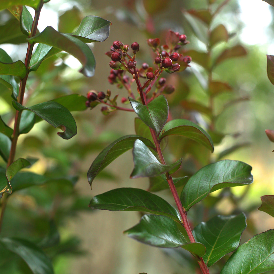 Lagerstroemia x 'JM1' ~ Colorama™ Scarlet Crape Myrtle