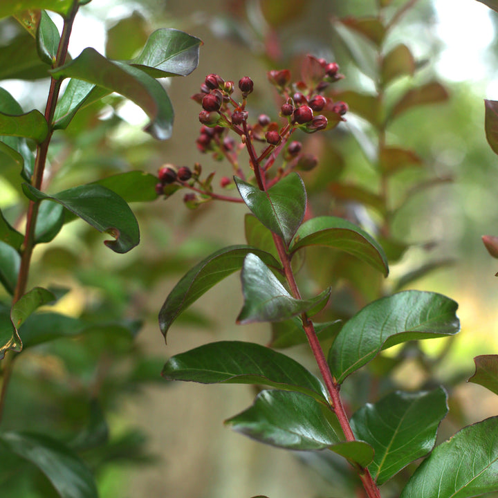 Lagerstroemia x 'JM1' ~ Colorama™ Mirto escarlata