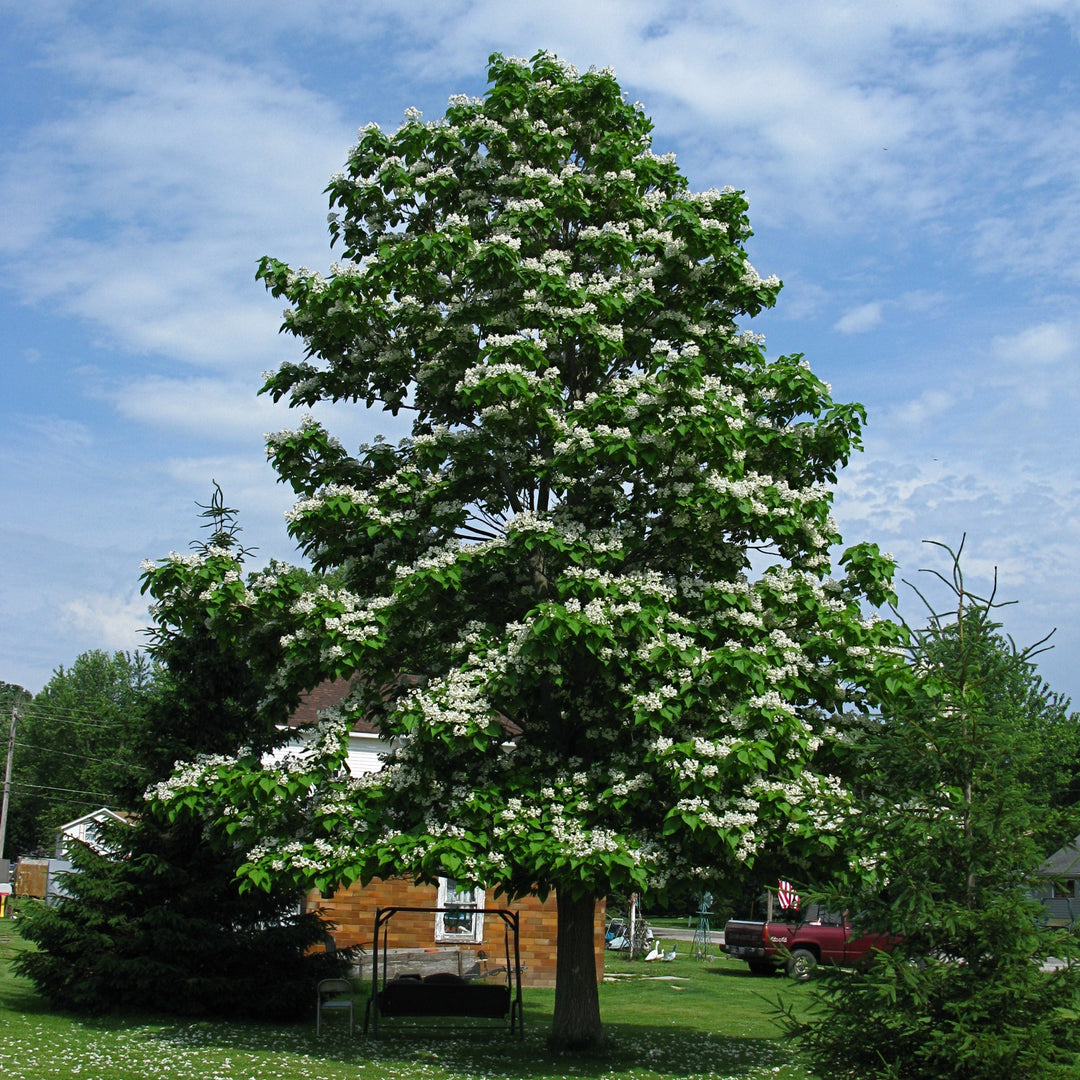 Catalpa speciosa ~ Northern Catalpa