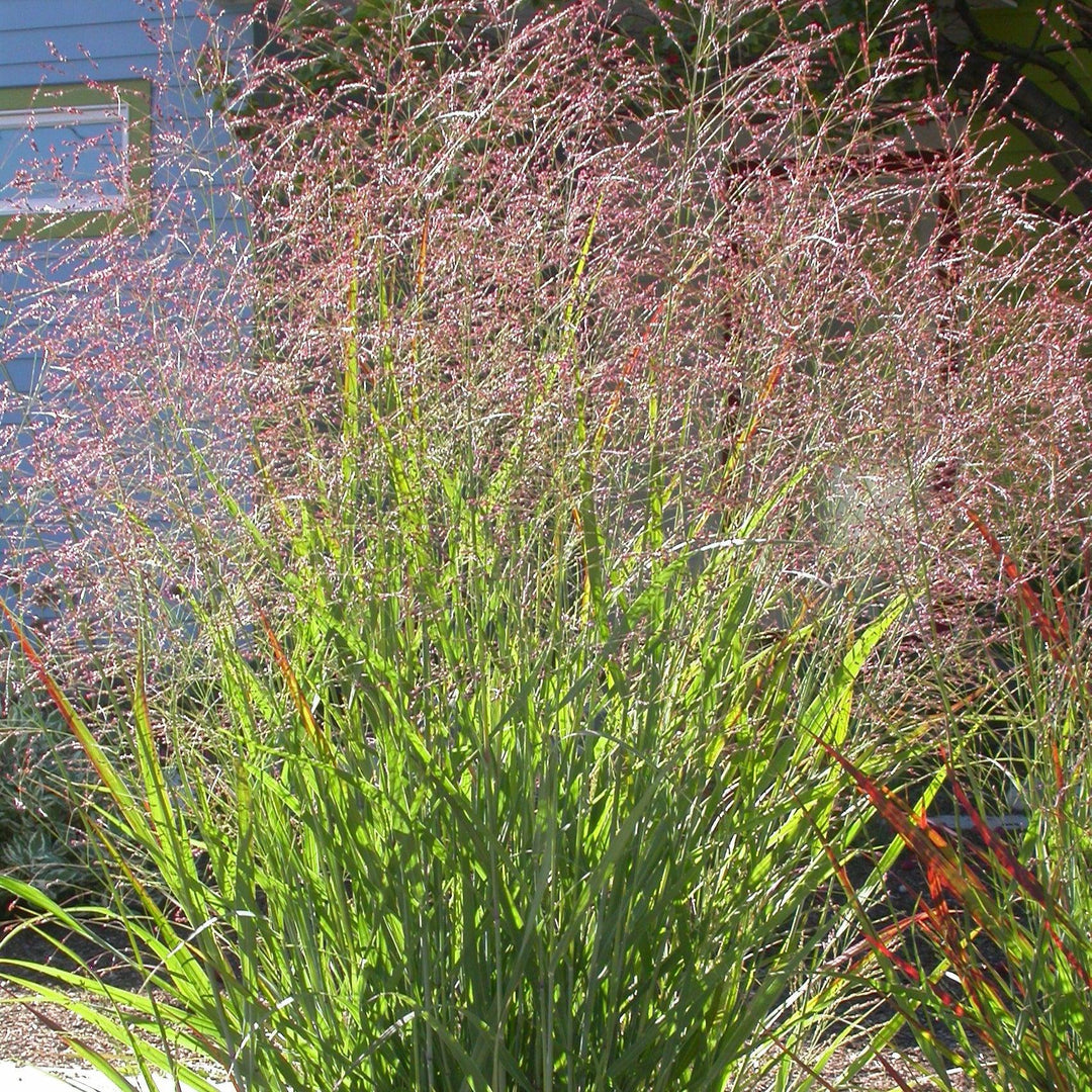 Panicum virgatum 'Red Flame' ~ Red Flame Switch Grass