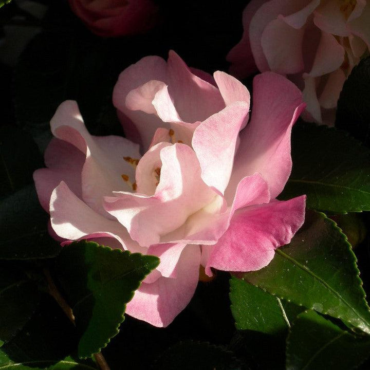 Camellia sasanqua 'Green 94-035' PP20465 ~ October Magic® Orchid™ Camellia
