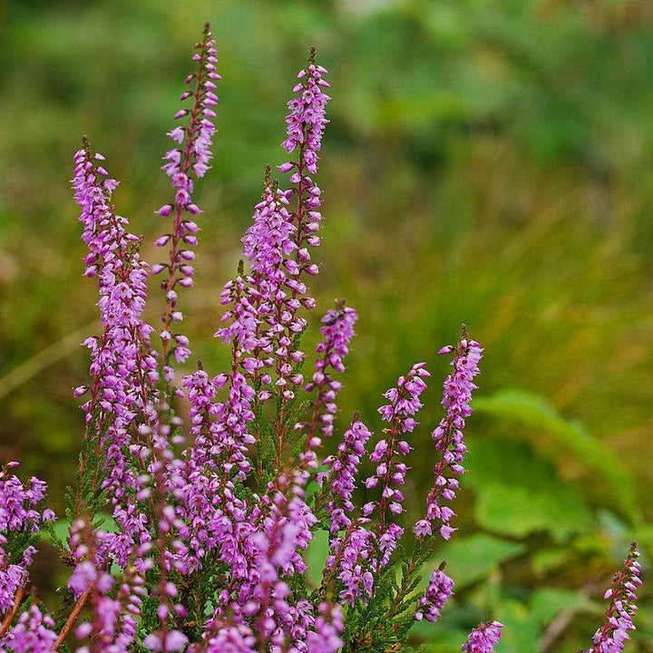 Calluna vulgaris ~ Scotch Heather