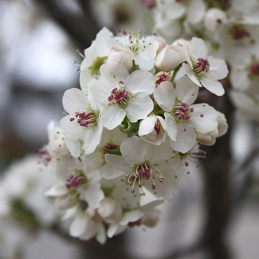 Pyrus calleryana 'Cleveland Select' ~ Cleveland Select Callery Pear