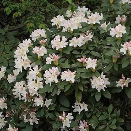 Rododendro 'Blanco de Cunningham' ~ Rododendro blanco de Cunningham