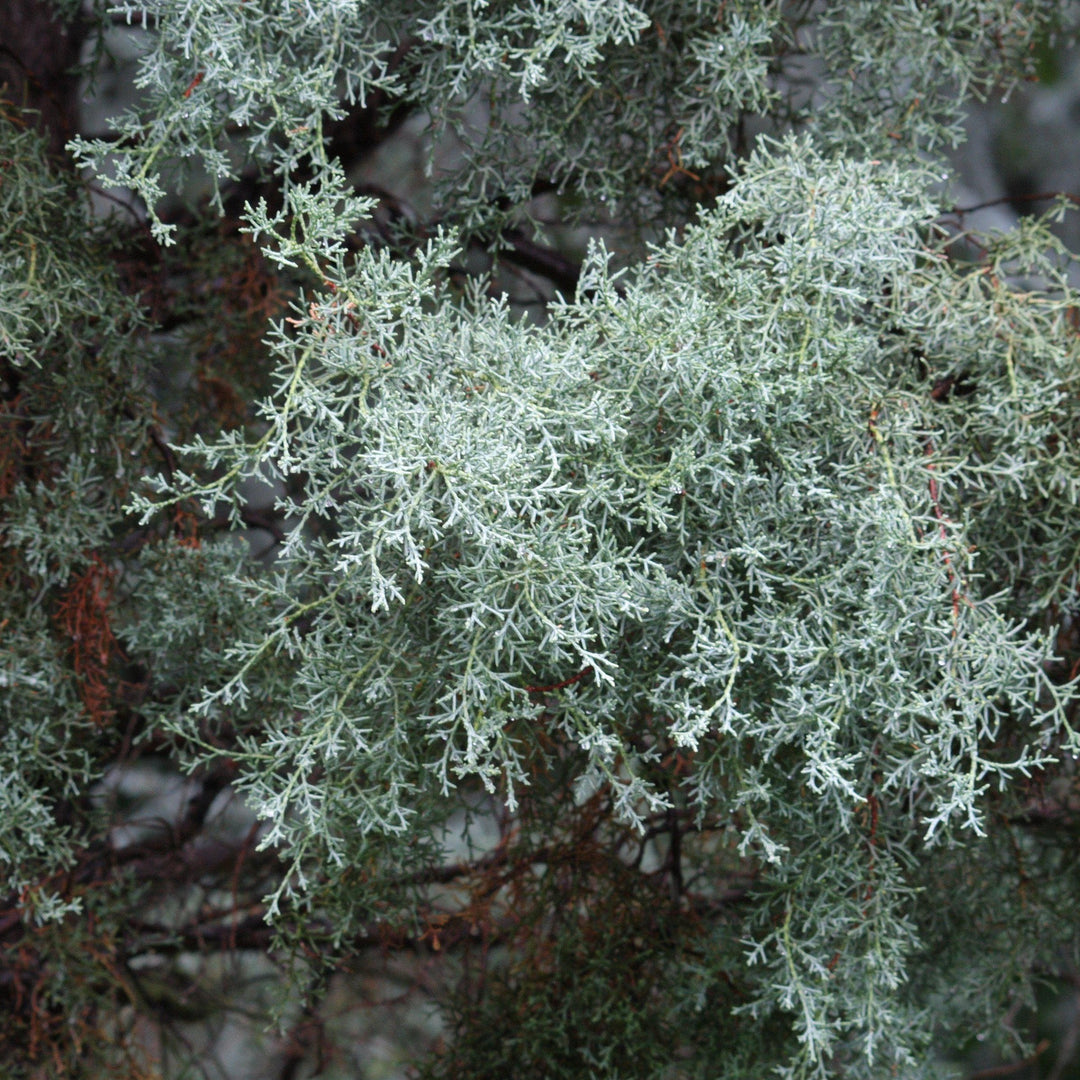 Cupressus arizonica glabra 'Hielo azul' ~ Ciprés de Arizona de hielo azul