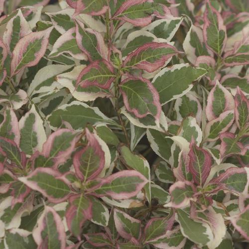 Weigela florida 'Verweig' ~ My Monet® Weigela