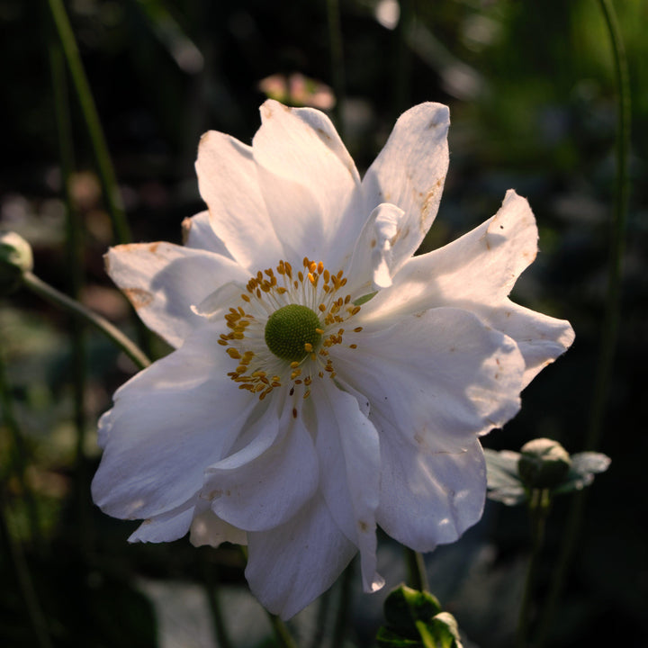 Anemone x hybrida 'Whirlwind' ~ Whirlwind Anemone