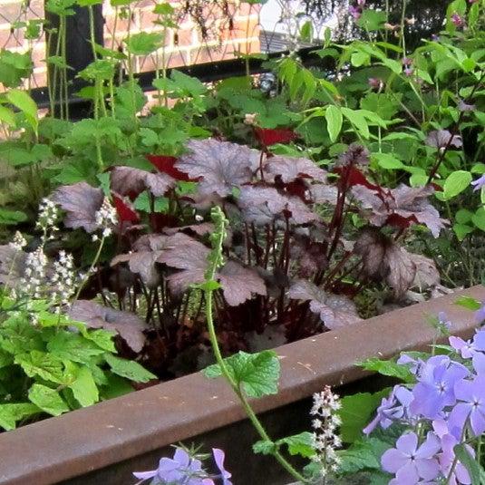 Heuchera x 'Frosted Violet' ~ Frosted Violet Coral Bells