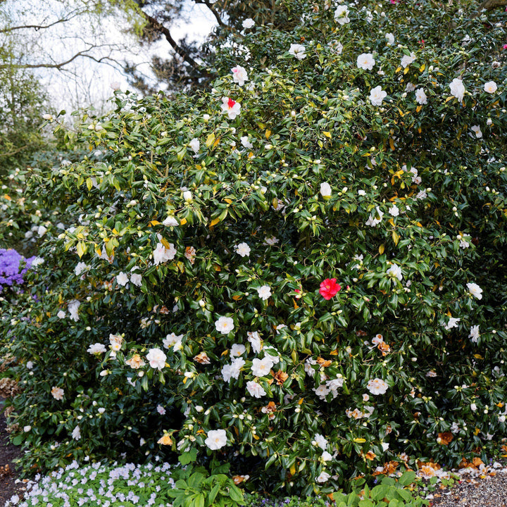 Camellia japonica 'Lady Vansittart' ~ Lady Vansittart Camellia