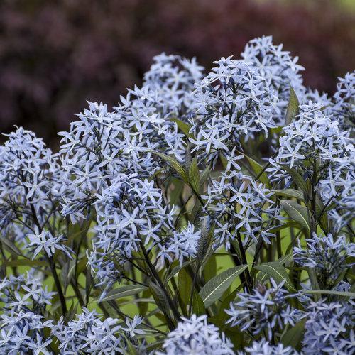 Amsonia tabernaemontana 'Storm Cloud' ~ Storm Cloud Blue Star