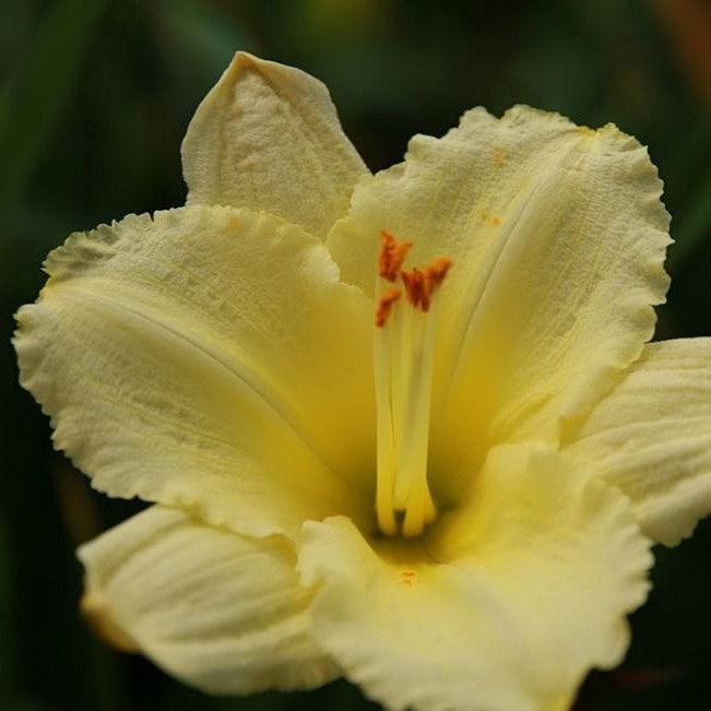 Hemerocallis 'Stella Supreme' ~ Stella Supreme Daylily