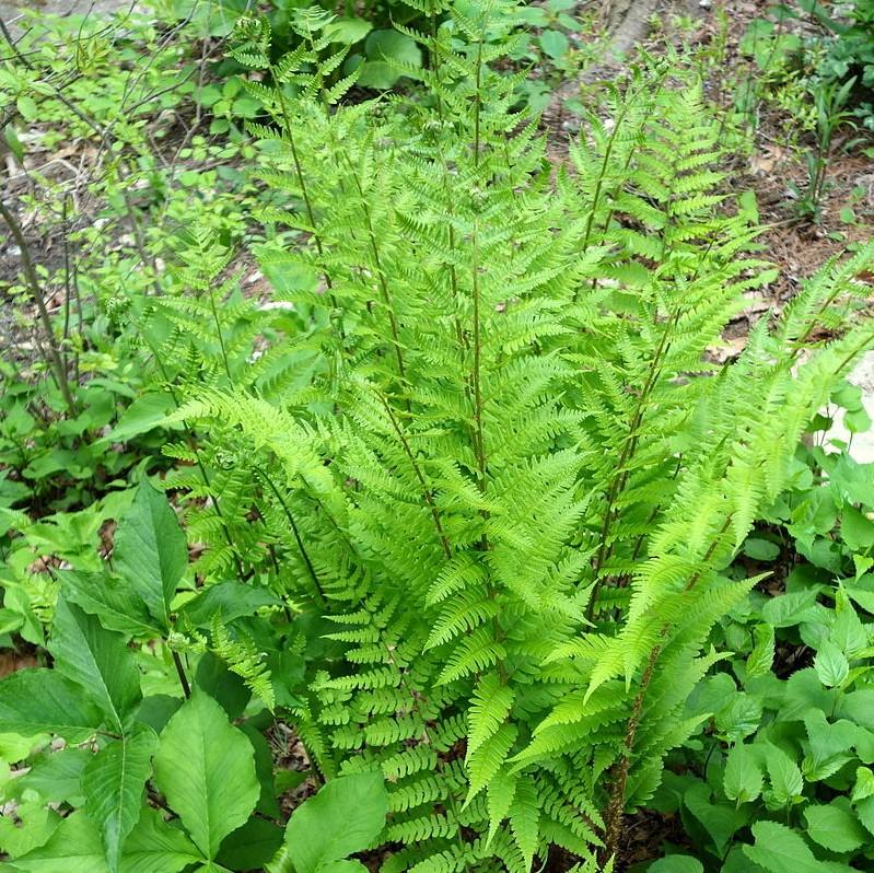 Dryopteris marginalis ~ Eastern Wood Fern, Leatherwood Fern