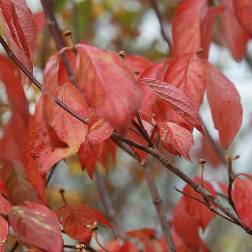 Cornus florida 'Princesa Cherokee' ~ Princesa Cherokee Dogwood 