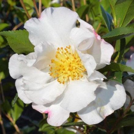 Camelia sasanqua 'Setsugekka' ~ Setsugekka Camelia