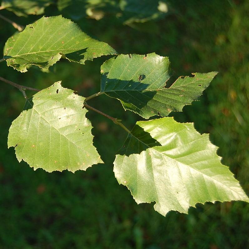 Betula nigra ~ River Birch