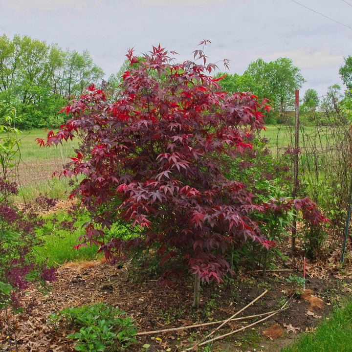 Acer palmatum 'Wolff' ~ Emperor I® Japanese Maple