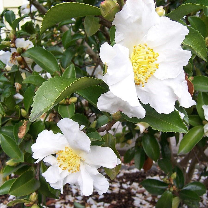 Camellia sasanqua 'Setsugekka' ~ Setsugekka Camellia