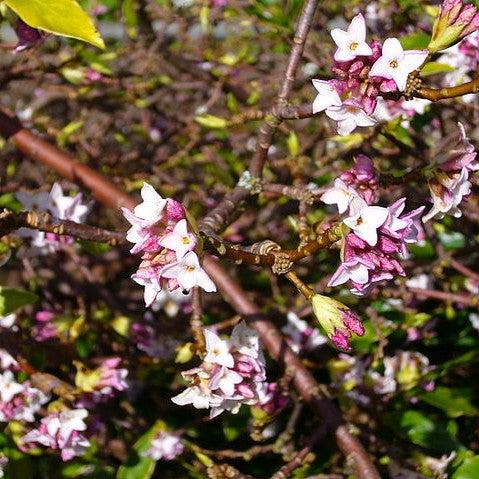 Daphne odora 'Aureomarginata' ~ Daphne de invierno con bordes dorados