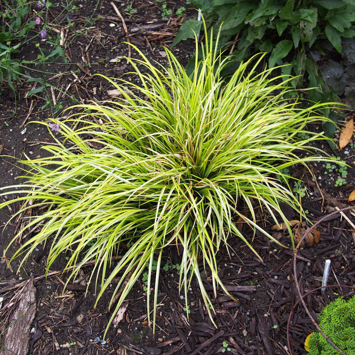 Acorus gramineus 'Ogon' ~ Graceful Grasses® Golden Variegated Sweet Flag