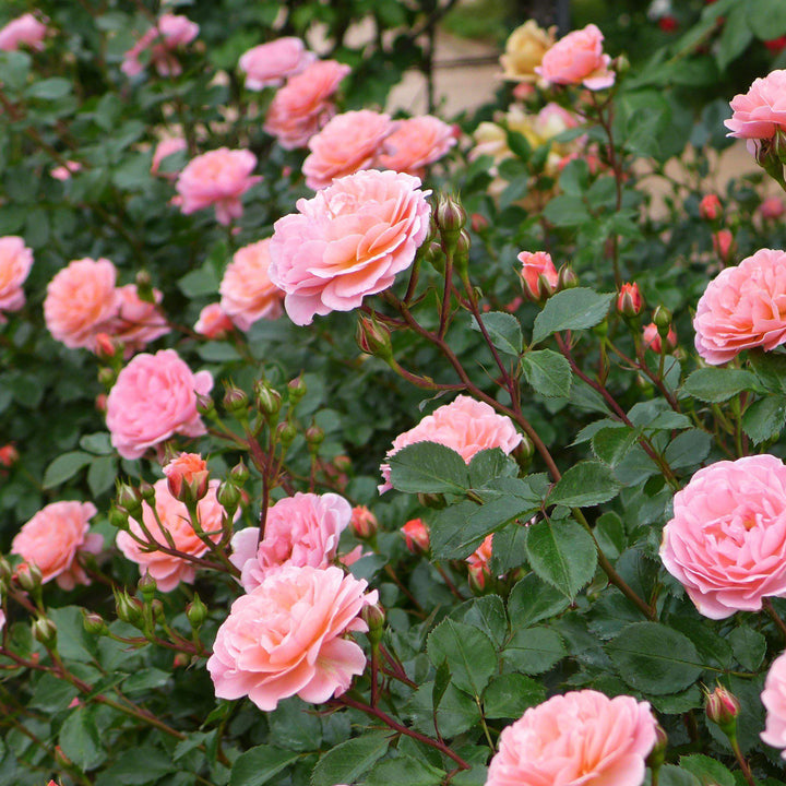 Rosa 'Meiswetdom' PP #21,612 ~ Sweet Drift® Rose