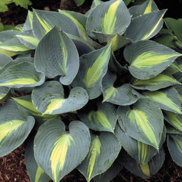 Hosta 'Touch of Class' ~ Touch of Class Hosta