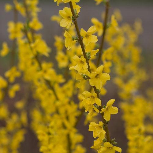 Forsythia x intermedia 'Mindor' ~ Show Off® Forsythia