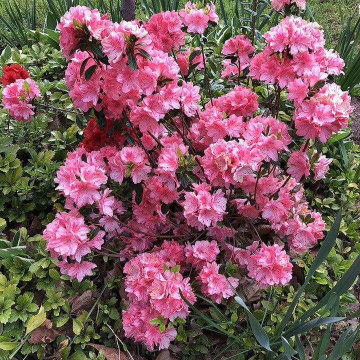 Rododendro 'Blaauw's Pink' ~ Azalea rosa de Blaauw