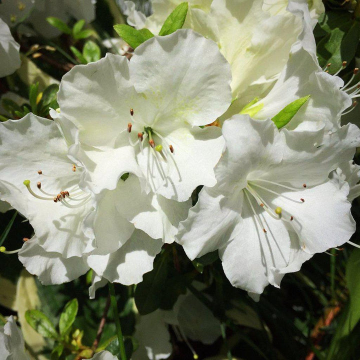 Rododendro 'Blanco Agradable' ~ Azalea Blanca Agradable