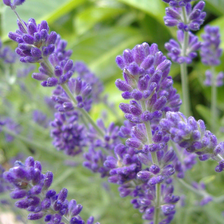 Lavandula × intermedia 'Niko' PP24,193 ~ Phenomenal® Lavender, Lavadin